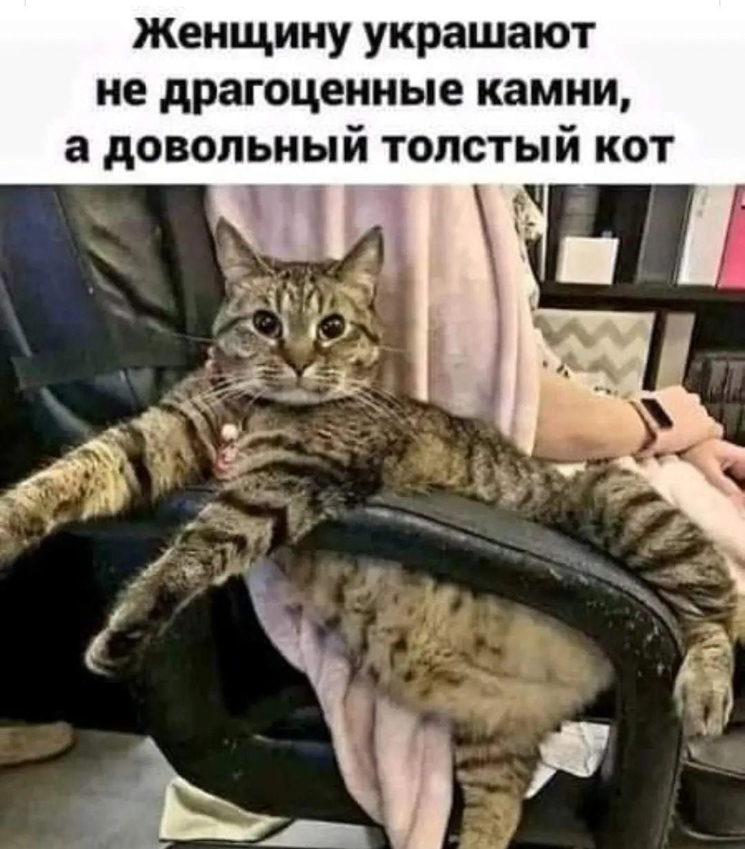 Женщину украшают ие драгоценные камни а довольный толстый кот