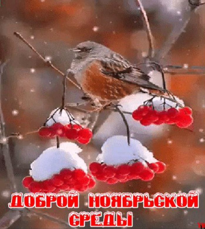 шовюй опвгьской