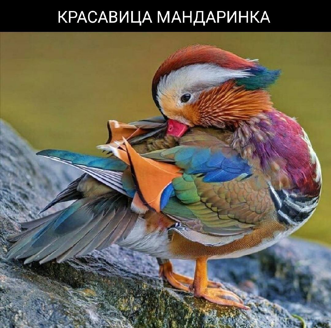 КРАСАВИЦА МАНДАРИ Н КА