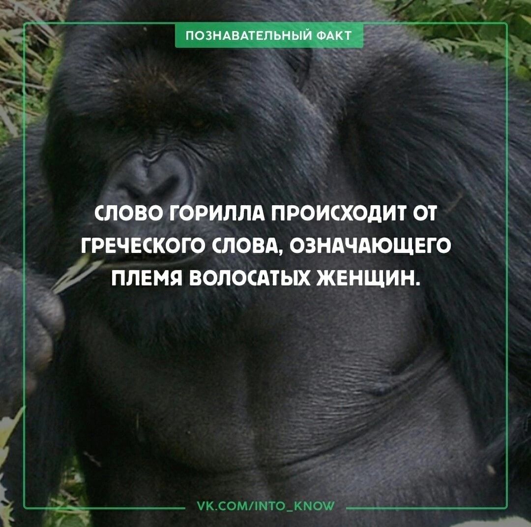 СЛОВО иппя ПРОИКХОЛИТ ОТ ГРЕЧЕСКОГО СНОВА ОЗНАЧМОЩЕГО племя волошых жвнщин вмчнто_нош