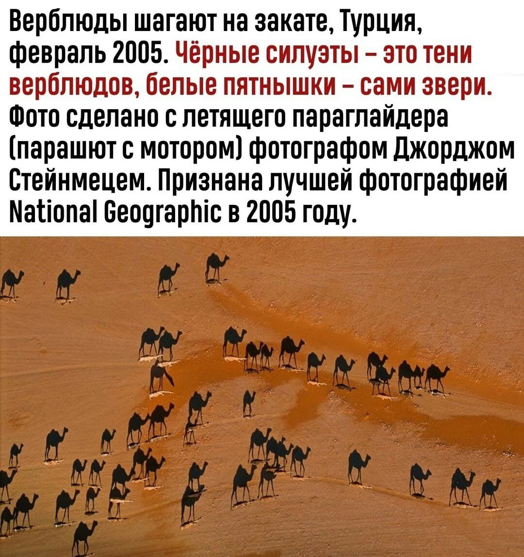 Верблюды шагают на закате Турция февраль 2005 парашют с мотором1фотографпм джорджом Стейнмецем Признана лучшей фотографией Магіопаі Беошарйіс в 2005 году тв Лима _ ЕЁ