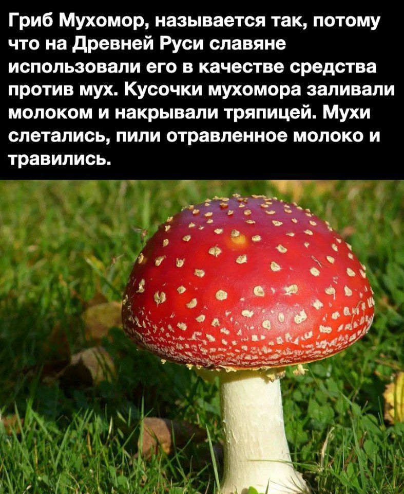 Гриб Мухомор называется так потому что на древней Руси славяне использовали его в качестве средства против мух Кусочки мухомора заливали молоком и накрывали тряпицей Мухи слетелись пили отравленное молоко и травились