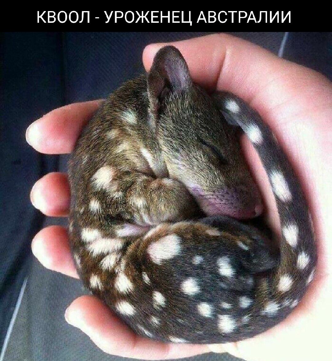 КВООЛ УРОЖЕНЕЦ АВСТРАЛИИ