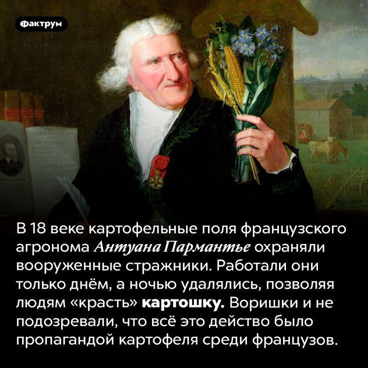 оли м В 18 веке картофельные поля французского ВГРОНОМБ Антуана ПИДМЛЯМЬЕ ОХРЕНПЛИ вооруженные стражники Работали они только днём а ночью удалялись позволяя людям красть картошку Боришки и не подозревали что всё это действо было пропагандой картофеля среди французов
