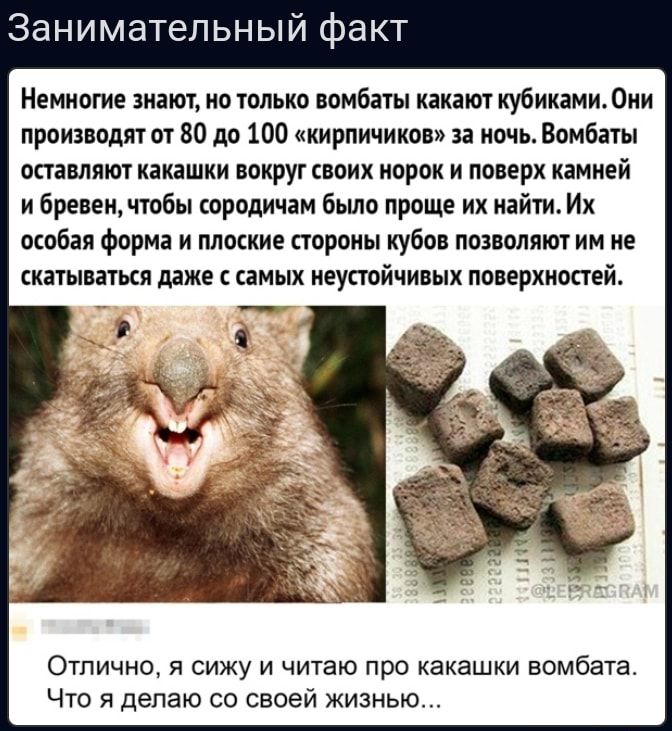3 ниматепьный факт Немногие вит но только комбат какат кубиками Они производит от 80 до 100 кирпичики ва ночь Вомбат оставляют какашки вокруг своих порок и поверх камией и бревен чтобы сородичам бьшо проще ии найти Их окобая форма и плоские паромы кубов позволяют им не катками даже иных неустойчивых поирхиопей Отпично я сижу и читаю про какашки вомбата ЧТО Я делаю СО СВОЕЙ ЖИЗНЬЮ