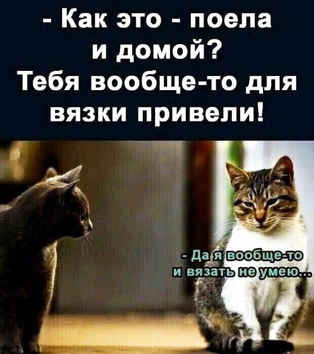 Как это поела и домой Тебя вообще то для вязки привели