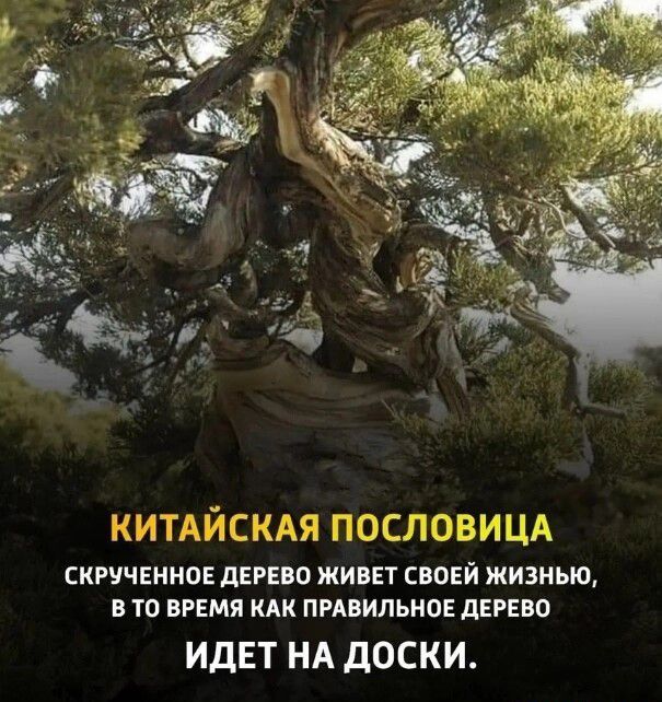 КИТАЙСКАЯ ПОСЛОВИ ЦА СКРУЧЕИНОЕ ПЕРЕВО ЖИВЕТ СВОЕЙ ЖИЗНЬЮ В ТП ВРЕМЯ КАК ПРАВИЛЬНОЕ ЛЕРЕВО ИДЕТ НА дОСКИ