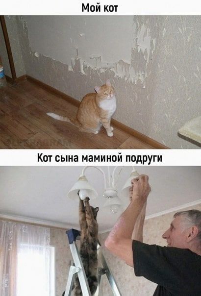 Мой кот