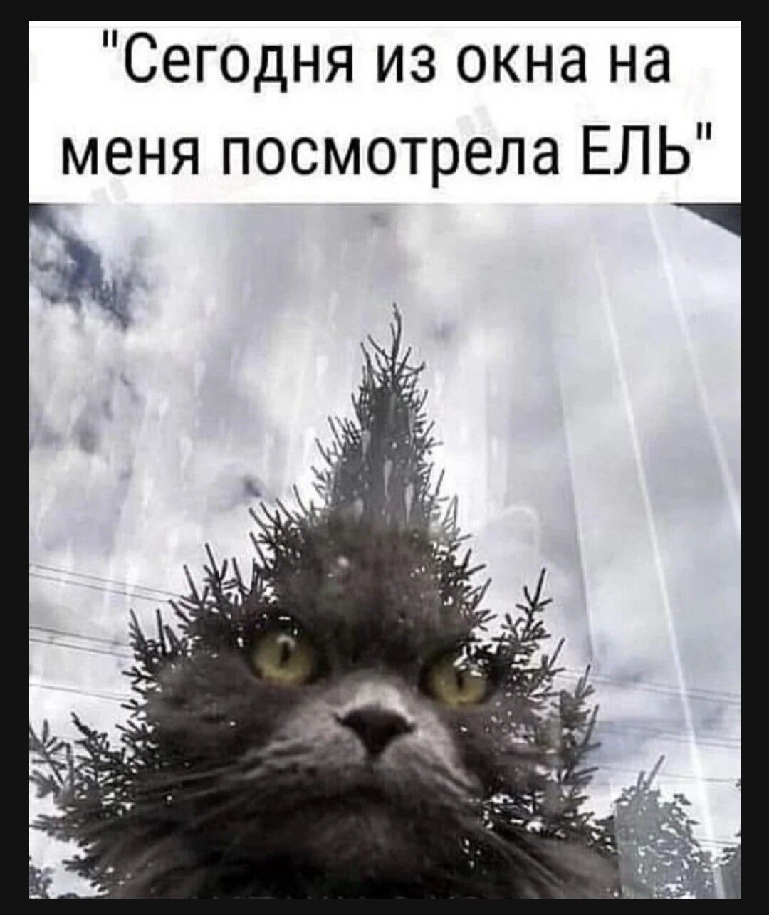 Сегодня из окна на меня посмотрела ЕЛЬ