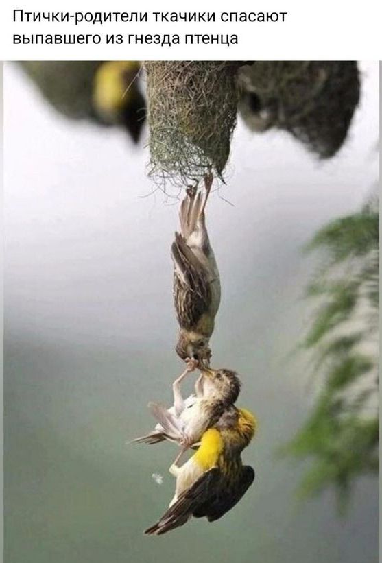 Птички родители ткачики спасают выпавшего из гнезда птенца