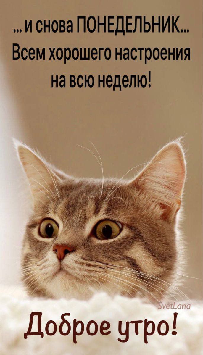и снова ПОНЕДЕЛЬНИК Всем хорошего настроения на всю неделю Доброе утро