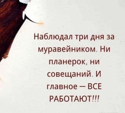 Наблюдал три дня за муравейником Ни планерок ни совещаний И главное ВСЕ РАБОТАЮТ