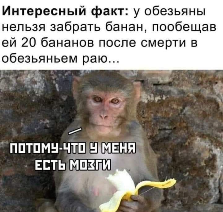 Интересный факт у обезьяны нельзя забрать банан пообещав ей 20 бананов после смерти в обезьяньем раю ш уд ППТПМН ЧТЦ МЕНЯ