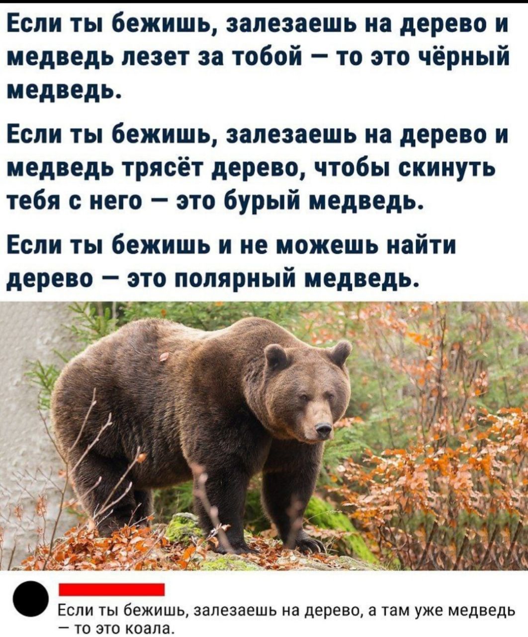 ЕСЛИ ты бежишь запезіешь И дерево И медведь лезет за тобой то это чёрный медведь Если ты бежишь запезіешь на дерепо и медведь трясет дерево чтобы скинуть тебя с него это бурый медведь Если ты бежишь и не можешь найти дерево это полярный медведь Е а д а