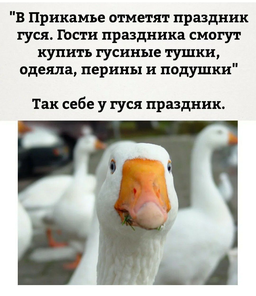 Анекдот про гуся. Так себе у гуся праздник. Гусь прикол. Шутки про гусей. Гусь прикольная фраза.