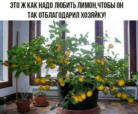 ЭТП Ж КАК НАДО ЛЮБИТЬ ЛИМОНЛТПБЫ ПН ТЛК ПТБПАГПЦАРИП ХП ЗНЙКУ _ _