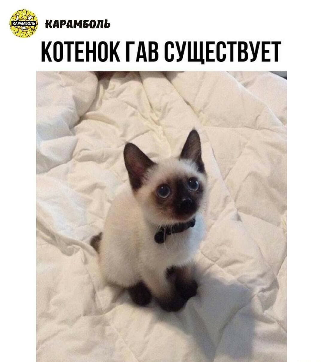 КПРПМЮЛЪ К0ТЕН0К ГАВ СУЩЕСТВУЕ