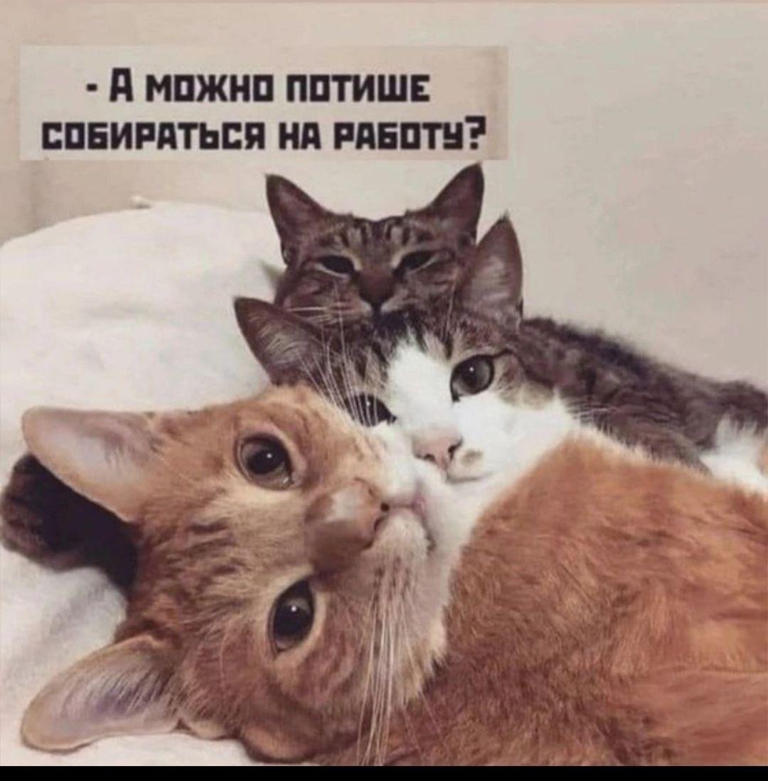А ШШШ ППГИШЕ ВПЕИРПТЬСЯ ИП