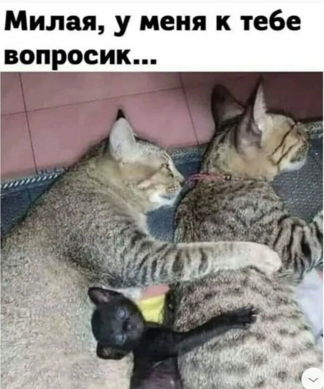 Милая у меня к тебе вопросик