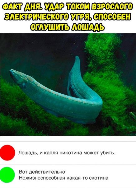 Лошадь и каппа никомна можех убить Во д Унепьно Нежизнеспособивя какая то скотина