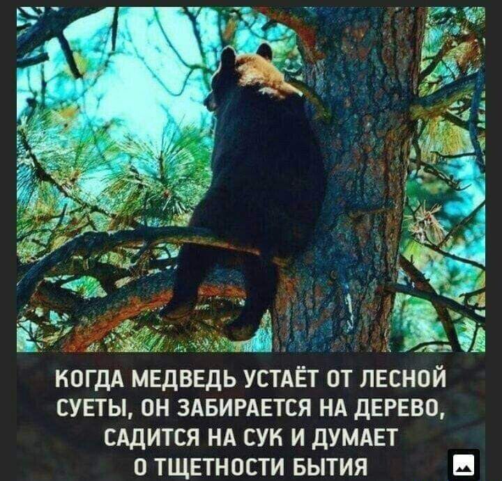 когдА медведь устиЕт от лвсной супы он здвигдвтся нд дерево сшится НА сук и думает о тщетности Бытия в