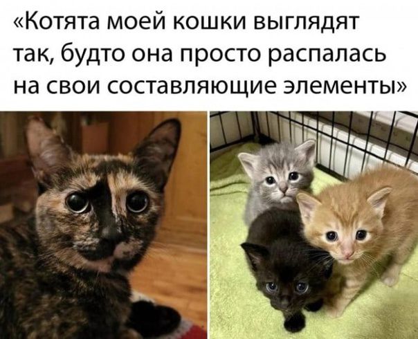 Котята моей кошки выглядят так будто она просто распалась на свои составляющие элементы