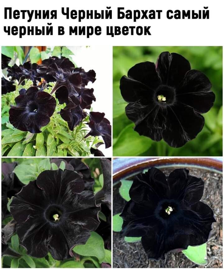 Петуния Черный Бархат самый черный в мире цветок