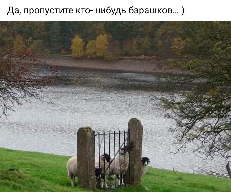 да пропустите кто нибудь барашка