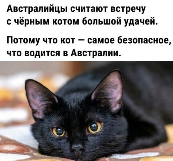 Австралийцы считают встречу с чёрным котом большой удачей ПОТОМУ ЧТО КОТ _ самое безопасное ЧТО ВОДИТСЯ В Австралии