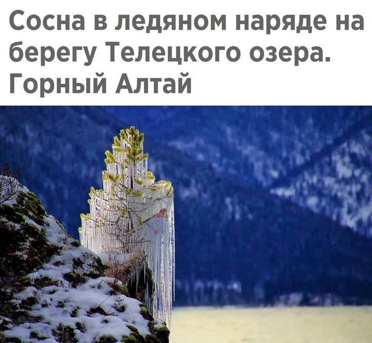 Сосна в ледяном наряде на берегу Телецкого озера Горный Алтай