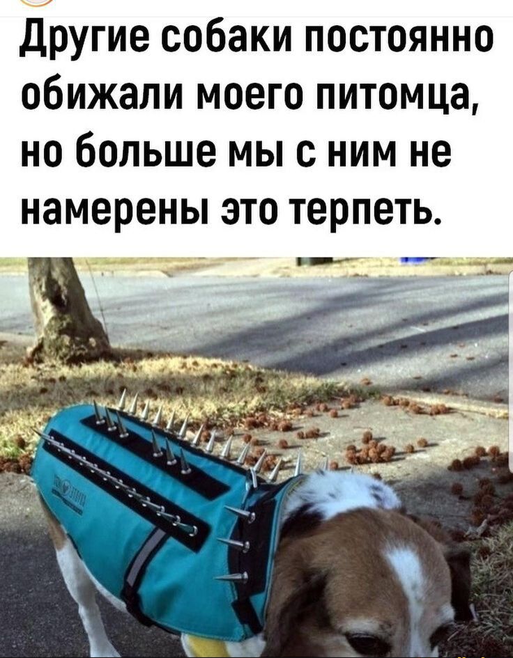 другие собаки постоянно обижали моего питомца но больше мы с ним не намерены это терпеть