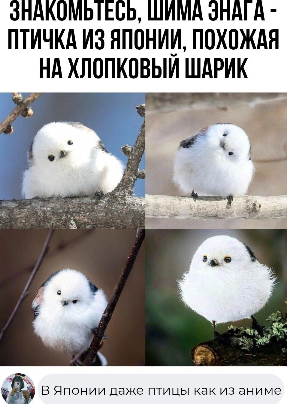 ЗНАКОМЬТЕСЬ ШИМА ЗНАГА ПТИЧКА ИЗ ЯПОНИИ ПОХПЖАЯ НА ХЛОПКПВЫИ ШАРИК зі _ Ё В Японии даже птицы как из аниме