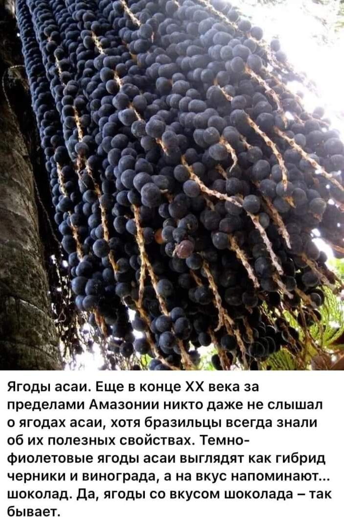 Ягоды асаи Еще в конце ХХ века за пределами Амазонии никто даже не слышал о ягодах асаи хотя бразильцы всегда знали об их полезных свойствах Темно фиопеювые ягоды асаи выглядят как гибрид черники и винограда а на вкус напоминают шокппад Да ягоды со вкусом шоколада так бывает