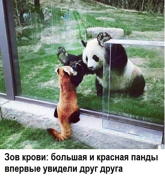 Зов крови ольшая и красная панды впервые увидели друг друга