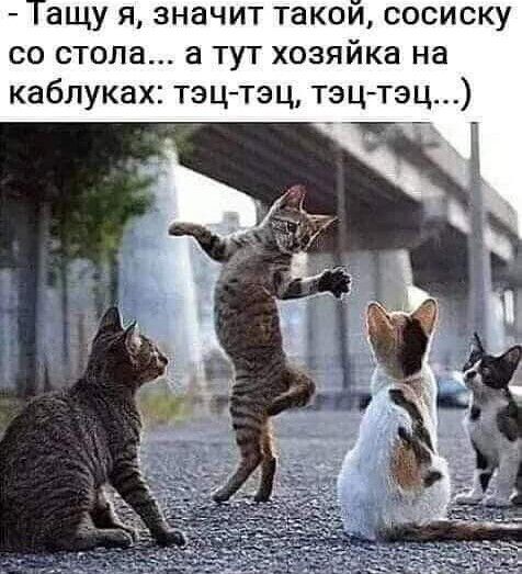 ащу я значит такои сосиску со стола а тут хозяйка на каблуках тэцтэц тэц тэц