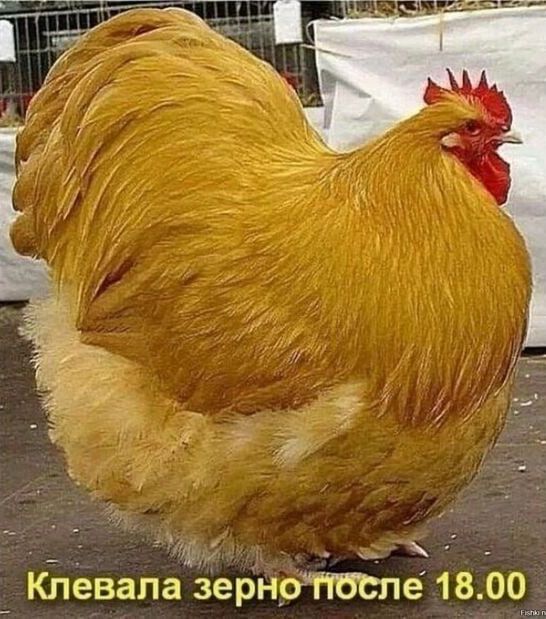 _ _ _ КЬёвапа ЗернрЧТбЕпё 1800 _