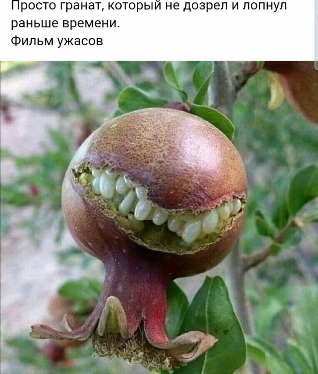 росто гранат которыи не дозрел и попнуп раньше времени Фильм ужасов