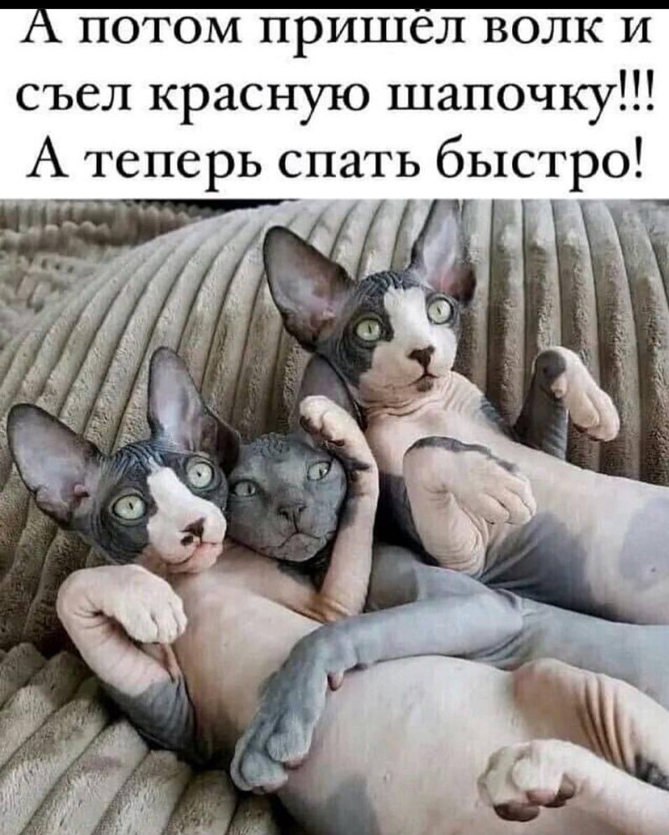 75 потом пришел волк и съел красную шапочку А теперь спать быстро
