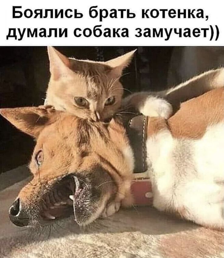 Боялись брать котенка думали собака замучает