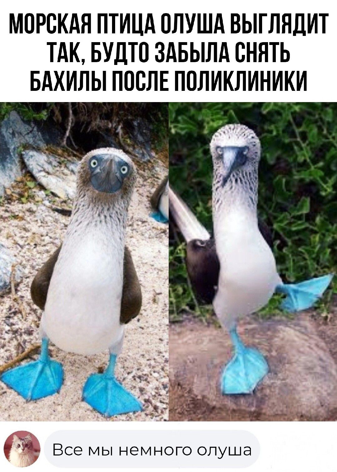 МОРСКАЯ ПТИЦА ОЛУША ВЫГЛНДИТ ТАК БУДТП ЗАБЫПА СНЯТЬ БАХИЛЫ ПОСЛЕ ППЛИКЛИНИКИ ВСЭ МЫ НЕМНОГО ОПУШЭ