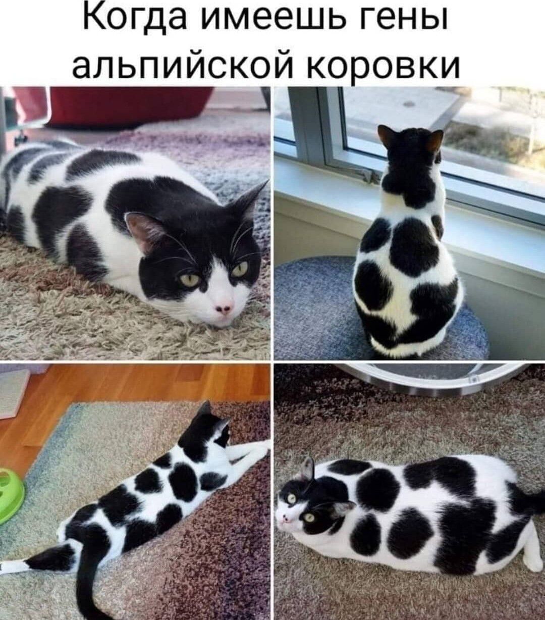 огда имеешь гены альпийской коровки 43 і