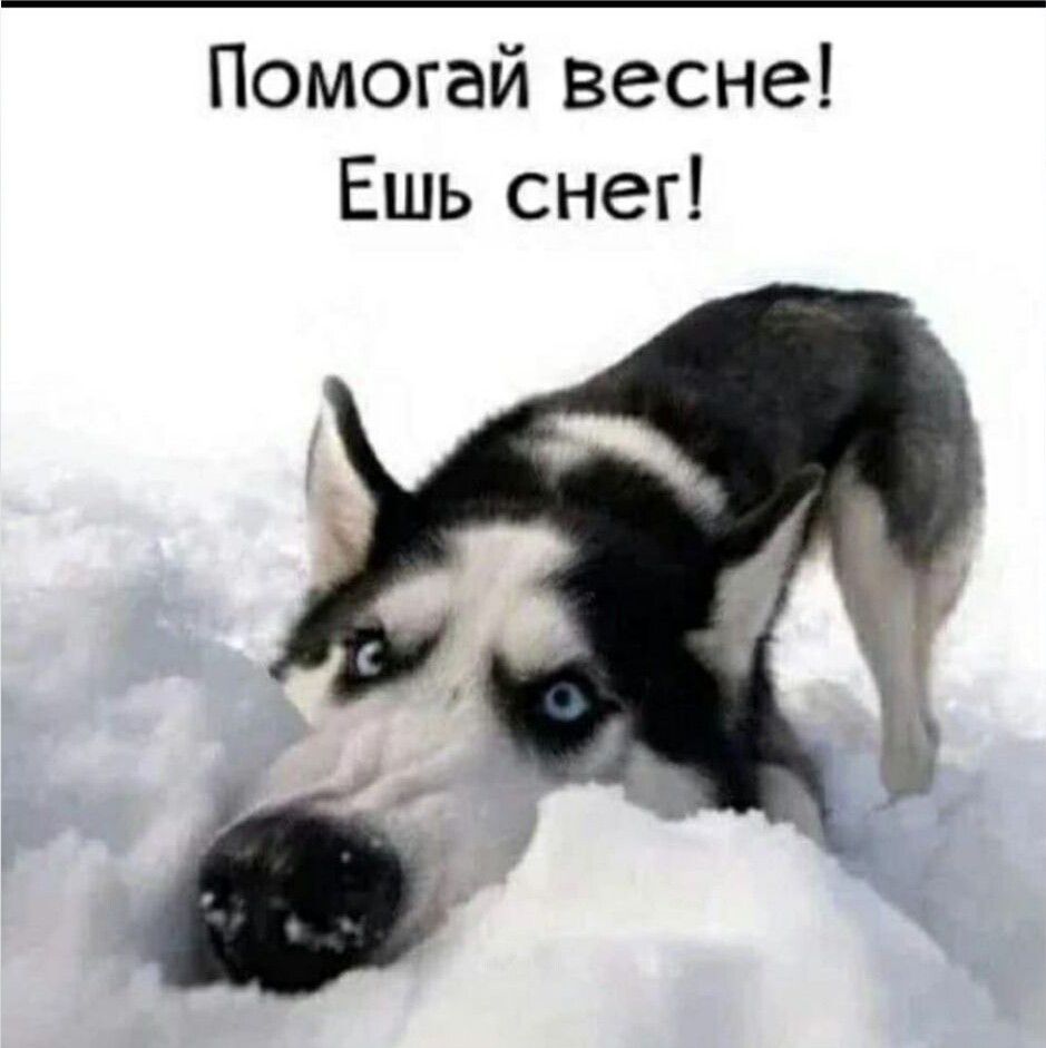 Помогай весне Ешь снег