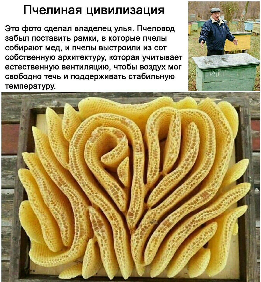 Пчелиная цивилизация ето Фот Сделал владелец улья Пчеловод зев поставить рамки в которые пчелы собирают мед и пчелы выстроили ие сот шиствеииую архитектуру которая учитывает естествеииуи вентиляцию чтбы воздух мог свопадиа течь и поддерживать степипьную твмператупу