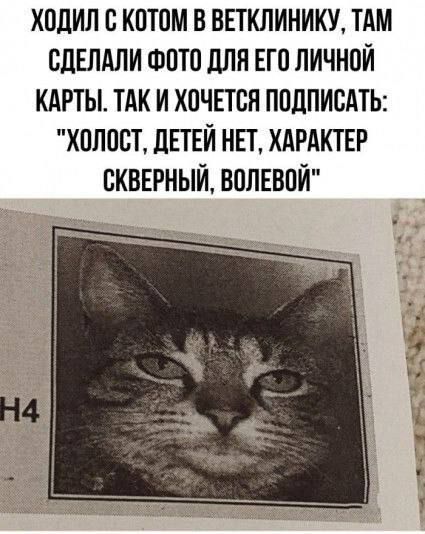 ходил с котом в ветклинику тдм сдЕлдли шото длннгпличнпй кдгты тдк и хпчпся ппцписдтЬ холост ЛЕТЕЙ нп ХАРАКТЕР сквврный вплввпй