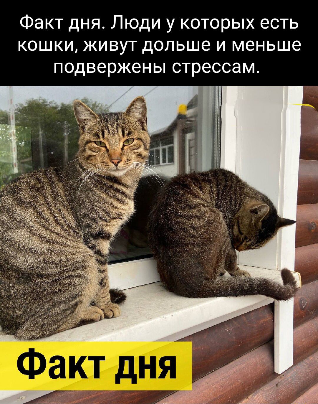 Факт дня Люди у которых есть кошки живут дольше и меньше подвержены стрессам