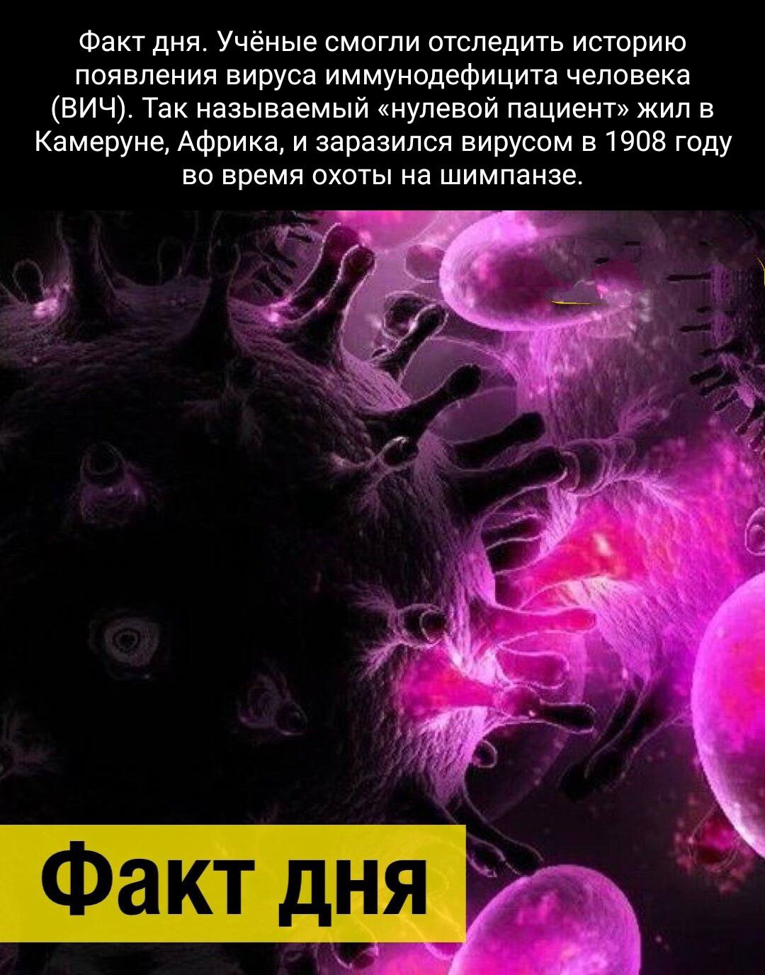 Факт дня Учёные смогли отследить истрию появлении вируса иммунодефицита человека вич Так называемый нулевой пациент жил в Камеруне Африка и заразился вирусом в 1908 году во время охоты на шимпанзеа