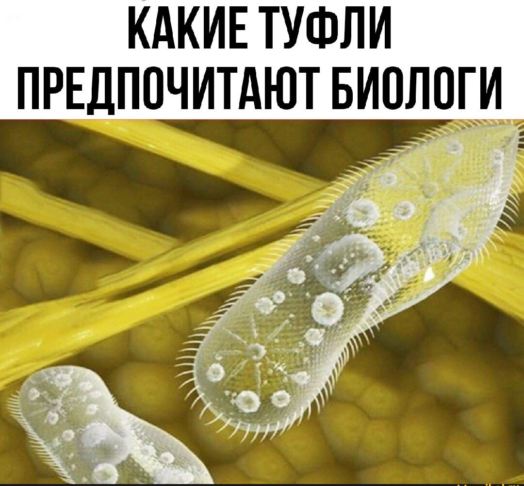 КАКИЕ ТУФЛИ ПРЕДПОЧИТАЮТ БИПЛПГИ Ё