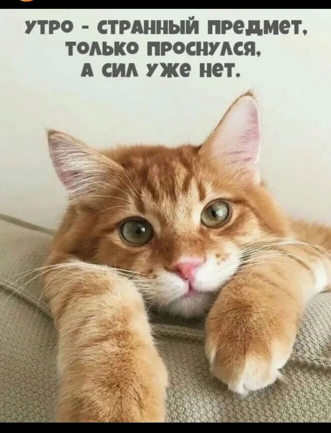 УТРО СТРШНЫЙ ПРЕДМЕТ ТОАЬКО ПРОСИУАСЯ А СИЛ уже нет