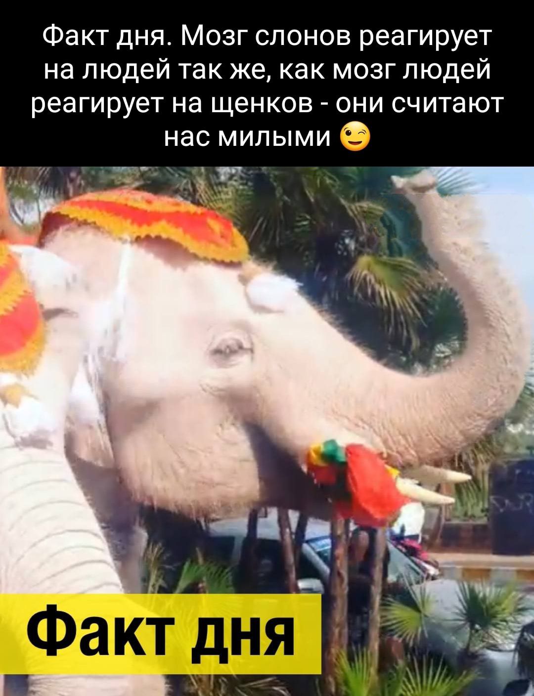 Факт дня Мозг слонов реагирует на людей так же как мозг людей реагирует на щенков они считают нас милыми