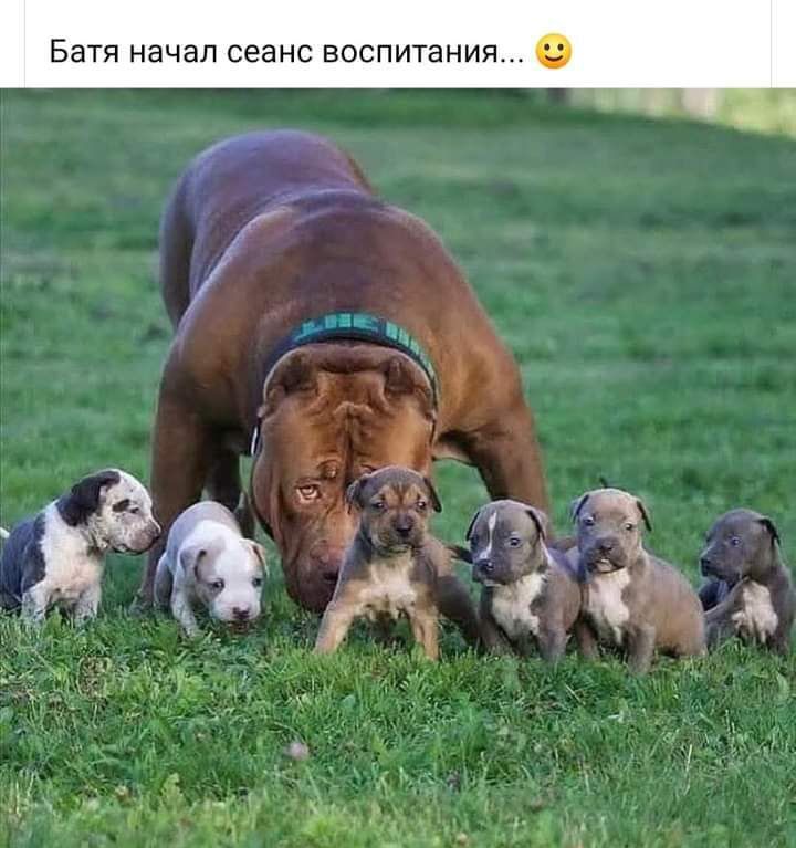 Батя начал сеанс воспитания
